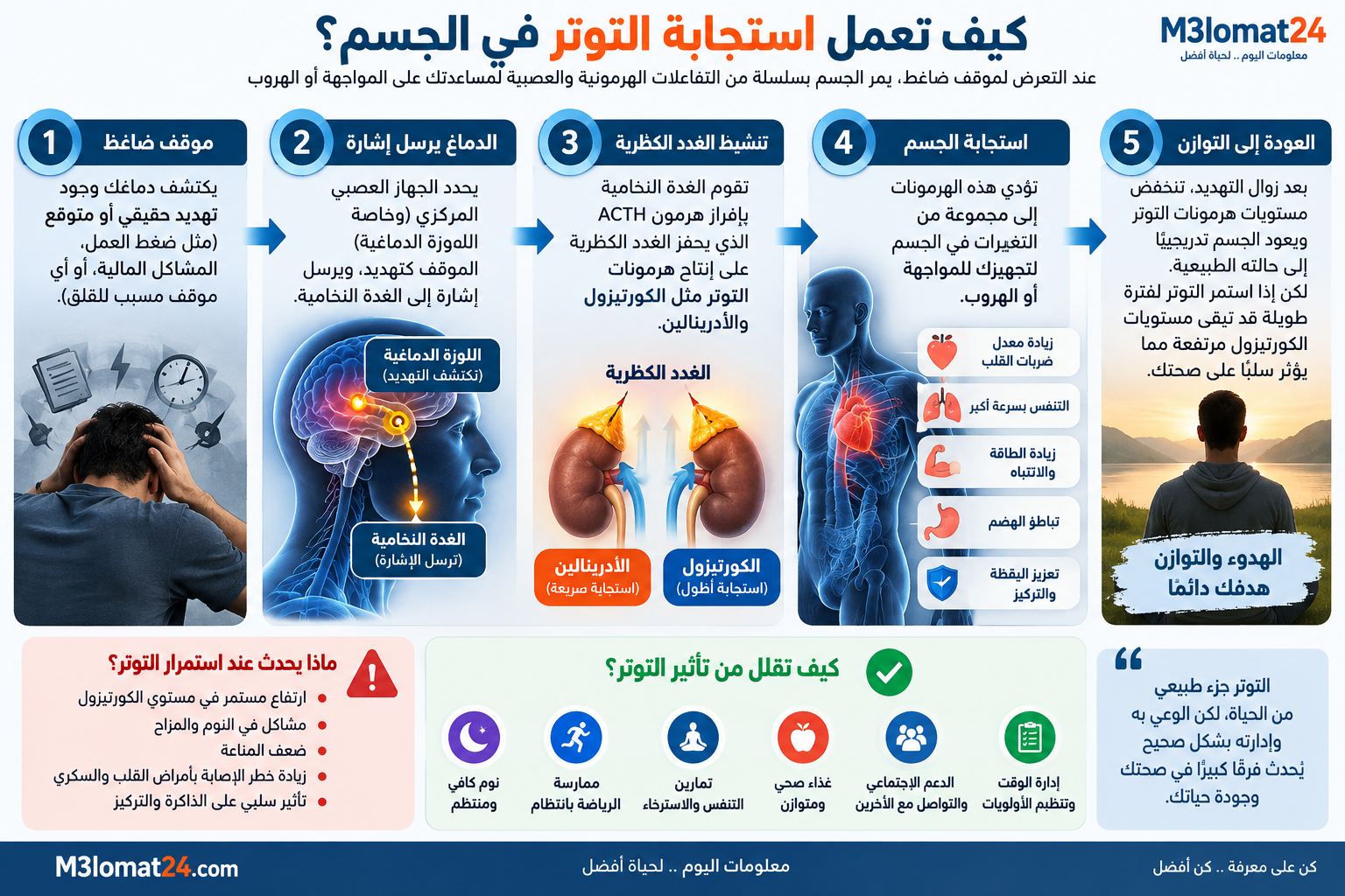 كيف تعمل استجابة التوتر ودور الكورتيزول والأدرينالين في الجسم
